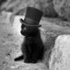 rosie_the_cat